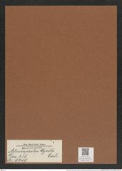 Asteromphalus wyvillii Castrac. (de-Toni-Nr.: Genus 236, Species 5709) Zeichnungen Sammlung Grunow Mappe 05421 (Herbarium_W_Grunow_drawings_Folder_05421)